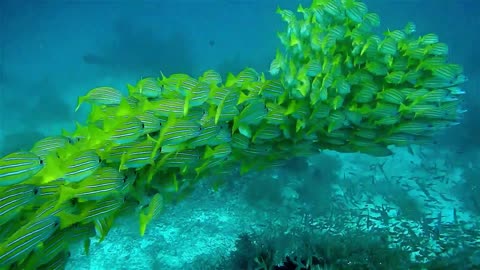 Group of green fish enjoying swimming in clean water