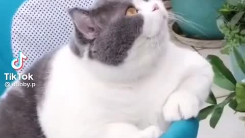 chubby and fluffy cat