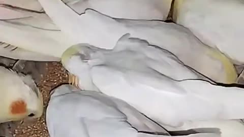 Cockatiel | Funny parrot | Funny birds | funny animals