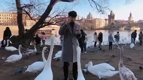 Feed Swan in Prague