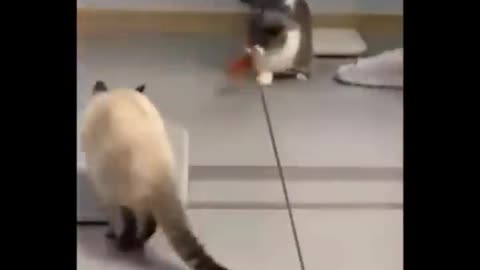 funny cats03