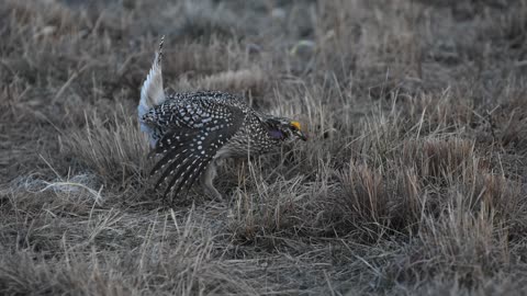 Sharp Tailed Grouse - 03