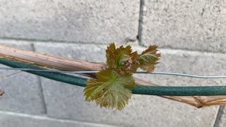 Red flame seedless grapevine leaves