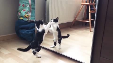 Funny cat and mirror vid