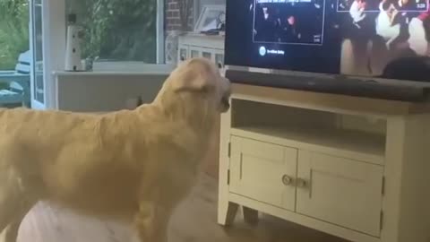 Dogy singing