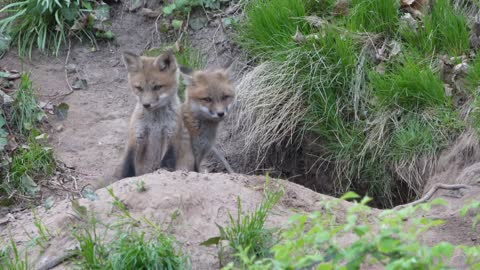 Fox puppy playig