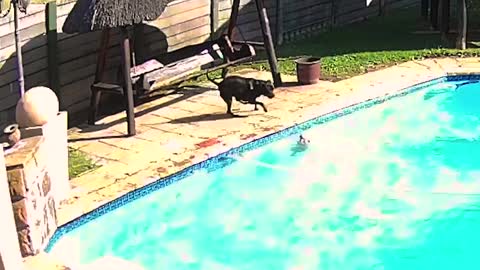 Dog saves puppy from drowning