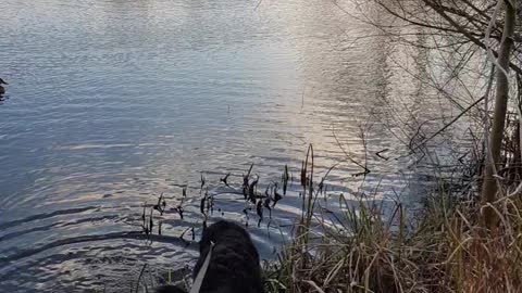 Bernese Mountain Dog puppy wants to play with ducks