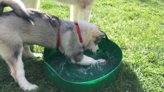 Puppy Bewildered By First Water Playtime Experience