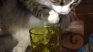 Cat drinks water out of cup