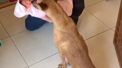Excited Dog Can't Wait To Meet New Family Member