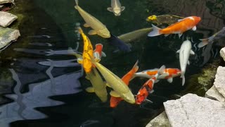 Clear water koi pond