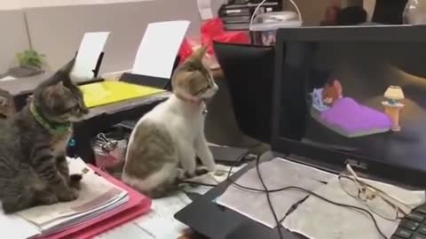 Amazing videos of two cats watching Tom and Jerry