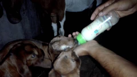 Baby goats drinking cow milk!! *How to take care of baby goats*