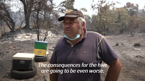 Greek fires devastate local livestock and beehives