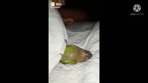 Parrot is sleeping mode