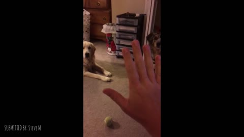 Man Uses The Force To Control Dogs