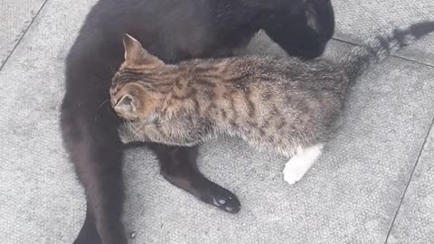 Big tiger kitty suckling from Mummy Cat and Mummy Cat Cleaning Kitten