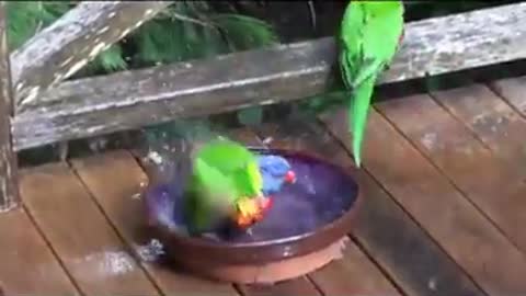 Amazing parrots bathe and play in the water