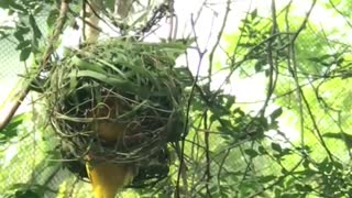 Weaver bird weaving nest