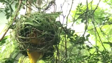 Weaver bird weaving nest