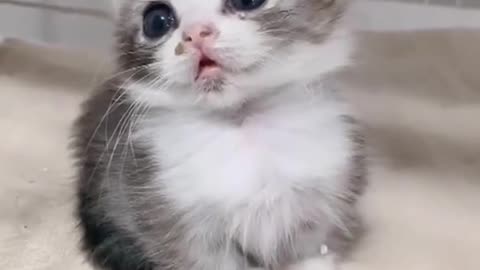 Adorable cute kitten Compilation Funny Video 2022 😍😂🤣