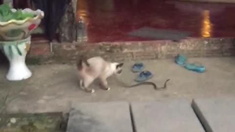 Cat Plays with Snake
