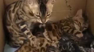 Mother cat feeding her бorn kittens