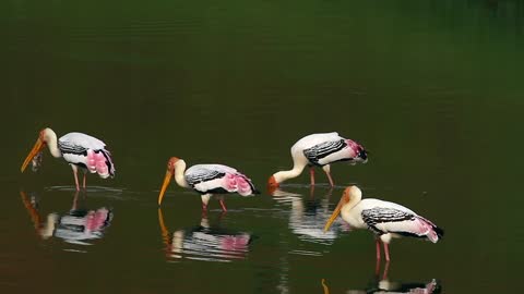 Stork eats fish calmly 2021