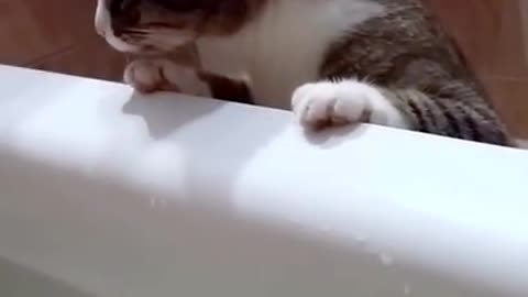 Just a cat starring at water