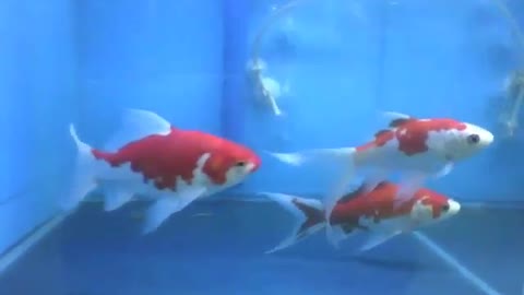 3 kingyo fish swimming in the store's aquarium, are beautiful! [Nature & Animals]