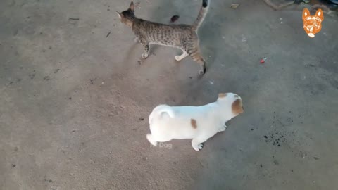 Angry dogs and cats fighting