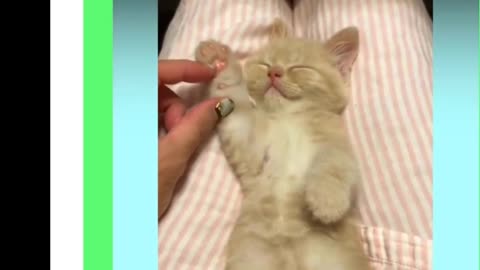 Cute kittens meowing compilation Funny kitten video Kitten meowing 10
