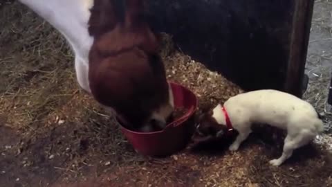 Greedy dog struggles to share dinner with horse