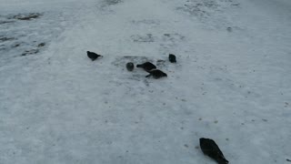 A flock of pigeons feeds on bread.