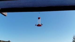 Slow Motion Hummingbirds