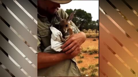 Kangaroo and Human are best friends | CutestOverloaded |