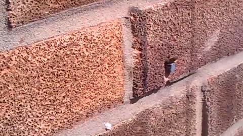 Bee pulls nail out of wall