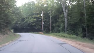 Deer in the road