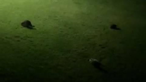 2 Raccoons And A Possum Enjoying Their Night 5.18.2021