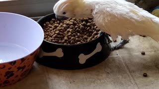 Citron Crested Cockatoo Throwing Dog Food
