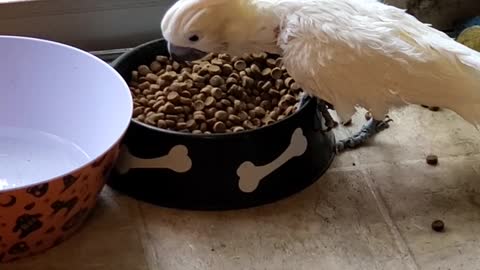 Citron Crested Cockatoo Throwing Dog Food