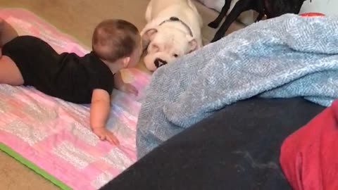 Gentle pit bull preciously plays with baby