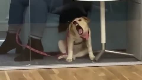 Dog vs window 🐶🐶🐶