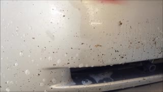 How To Remove Bug Splatter From Car Bumper