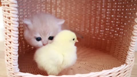 Cute kitten playing with chicken