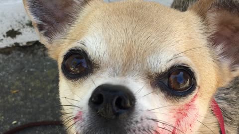 Blood-thirsty dog is a ferocious beast for Halloween