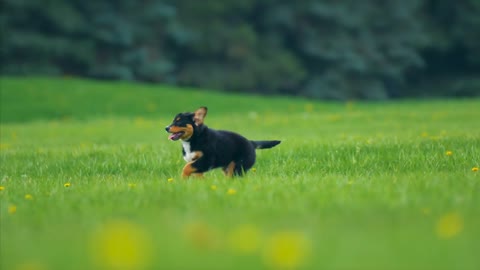 Cute Puppy Running And Playing Baby Dog 4K