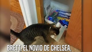 Su novio no creía que la gata tomaba las cosas de la cocina