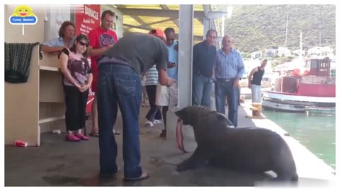 SEA LION TRY TO ATTACK ON HUMAN!!